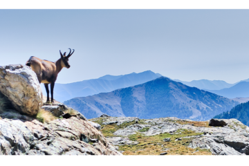 Chamoix du Mercantour