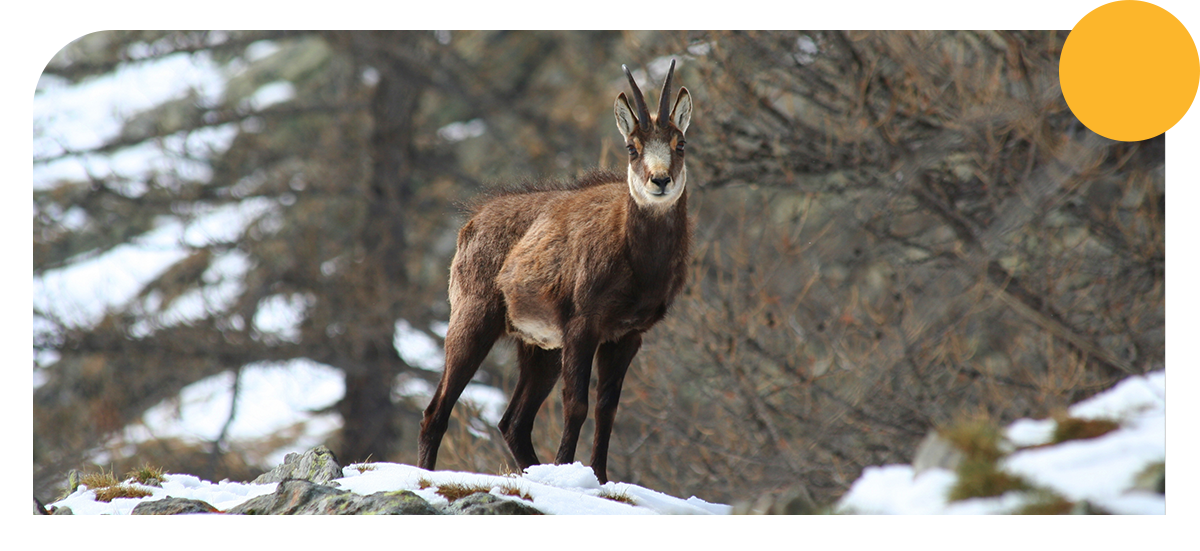 Chamois dans la neige