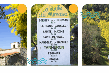 Trois photos cote à cote. La première avec un toit de maison en second plan et en premier plan du mimosa. la deuxième photo est une borne